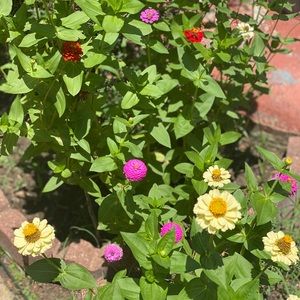 Meet your Posher, Lucy